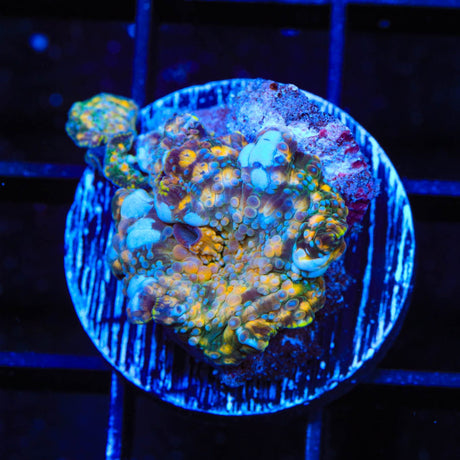 TSA Mission Mars Mushroom Coral