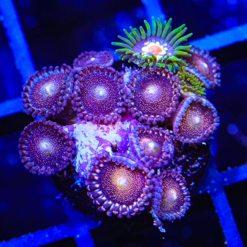 TSA Mohawk Zoanthids Coral
