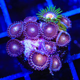 TSA Mohawk Zoanthids Coral