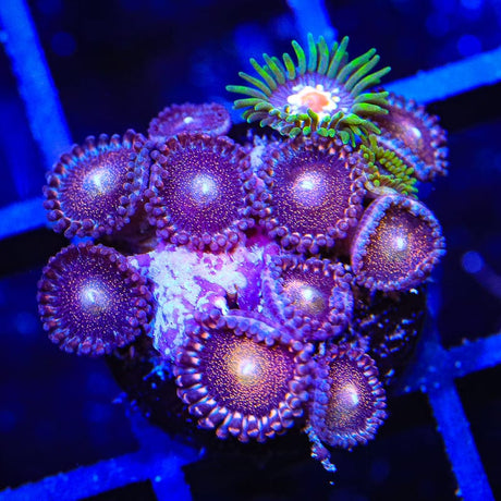 TSA Mohawk Zoanthids Coral
