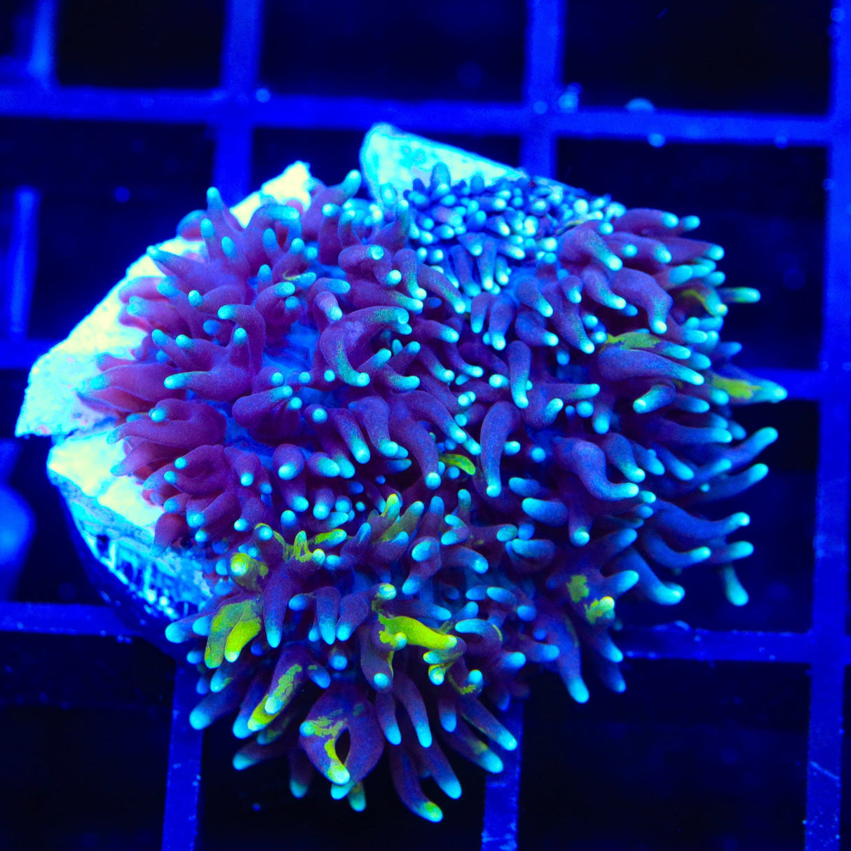 TSA Mojo Magic Mushroom Coral