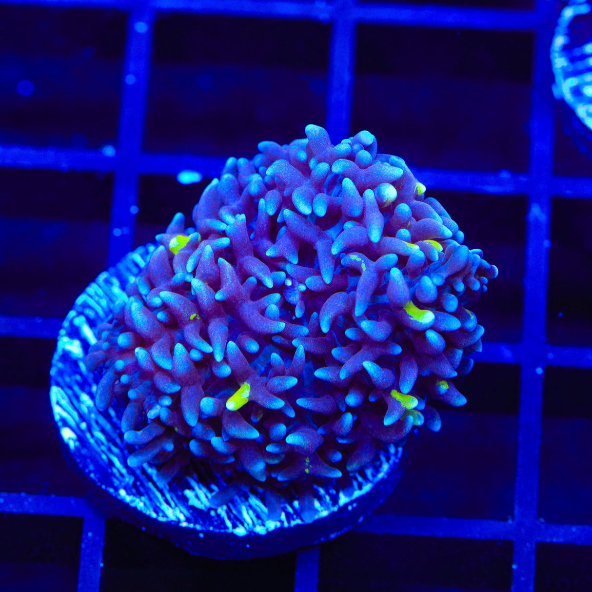 TSA Mojo Magic Mushroom Coral