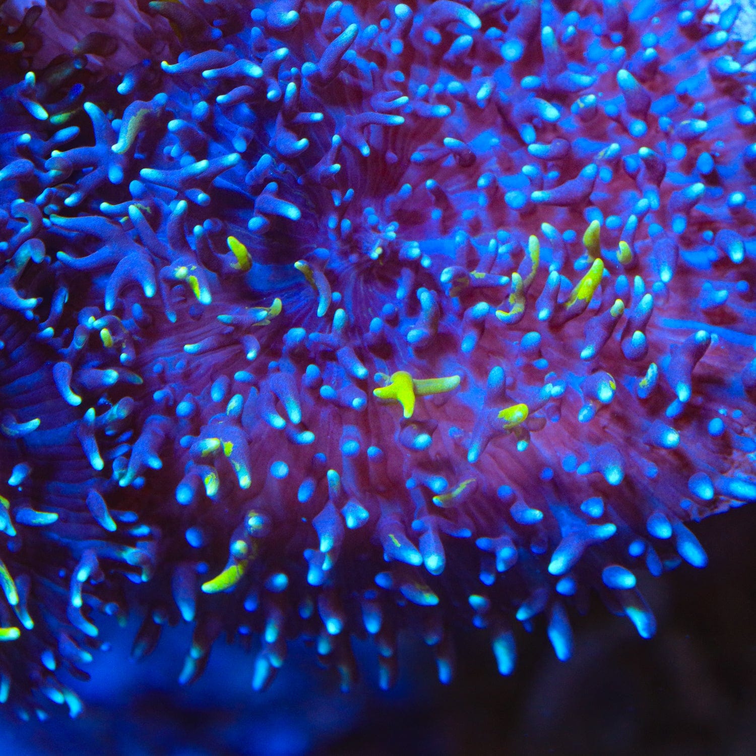 TSA Mojo Magic Mushroom Coral