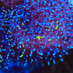 TSA Mojo Magic Mushroom Coral