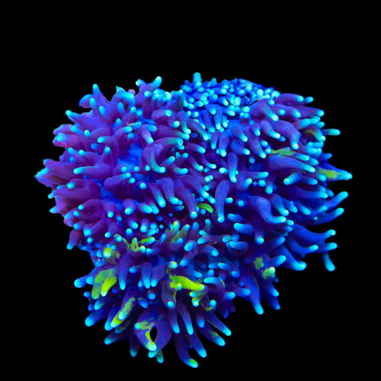 TSA Mojo Magic Mushroom Coral