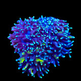 TSA Mojo Magic Mushroom Coral