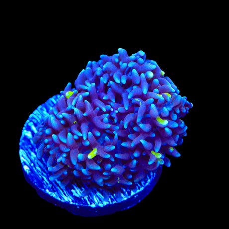 TSA Mojo Magic Mushroom Coral