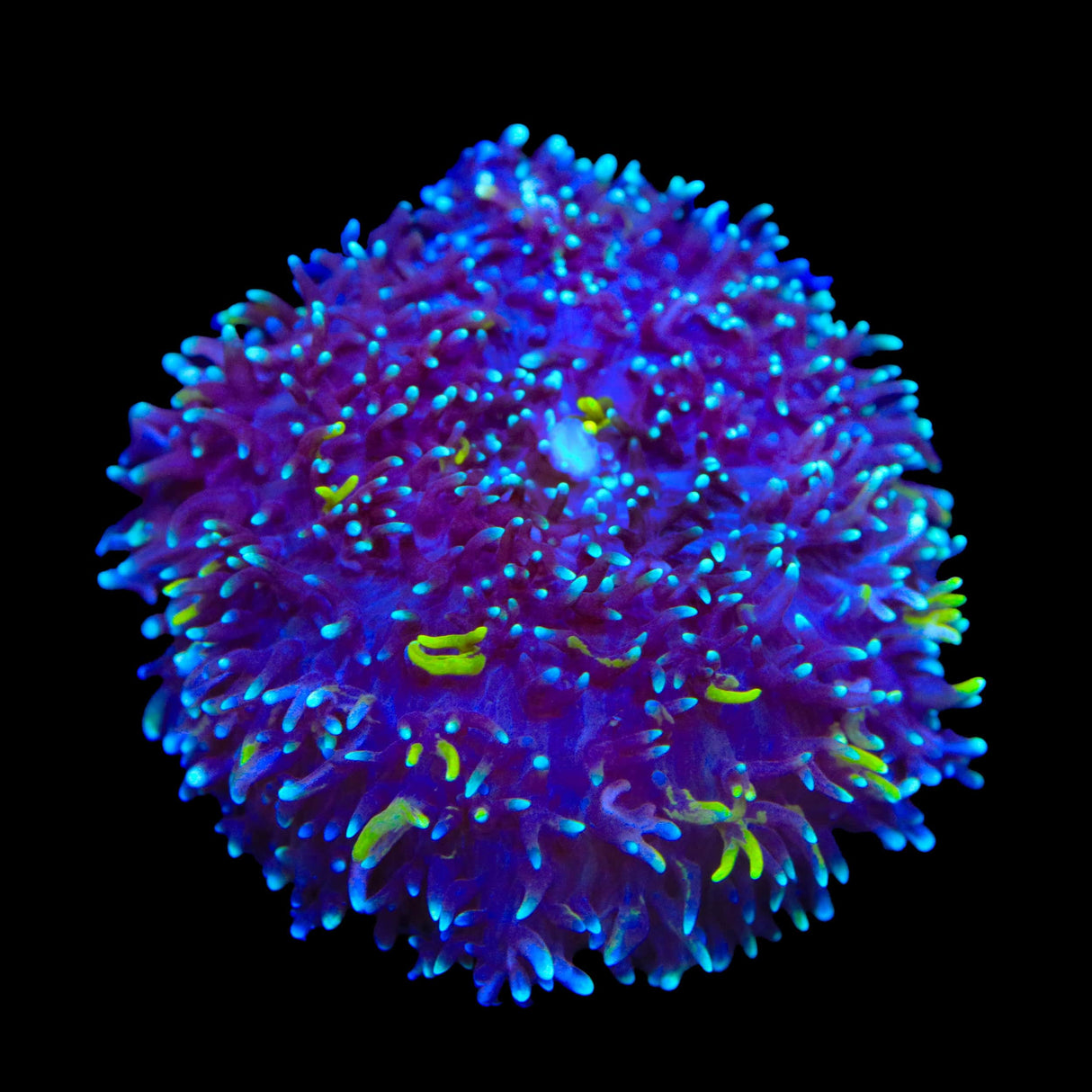 TSA Mojo Magic Mushroom Coral