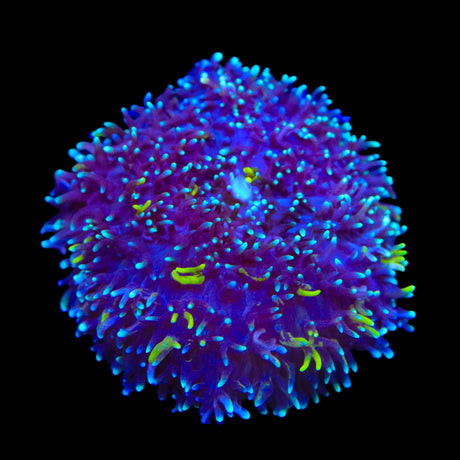 TSA Mojo Magic Mushroom Coral