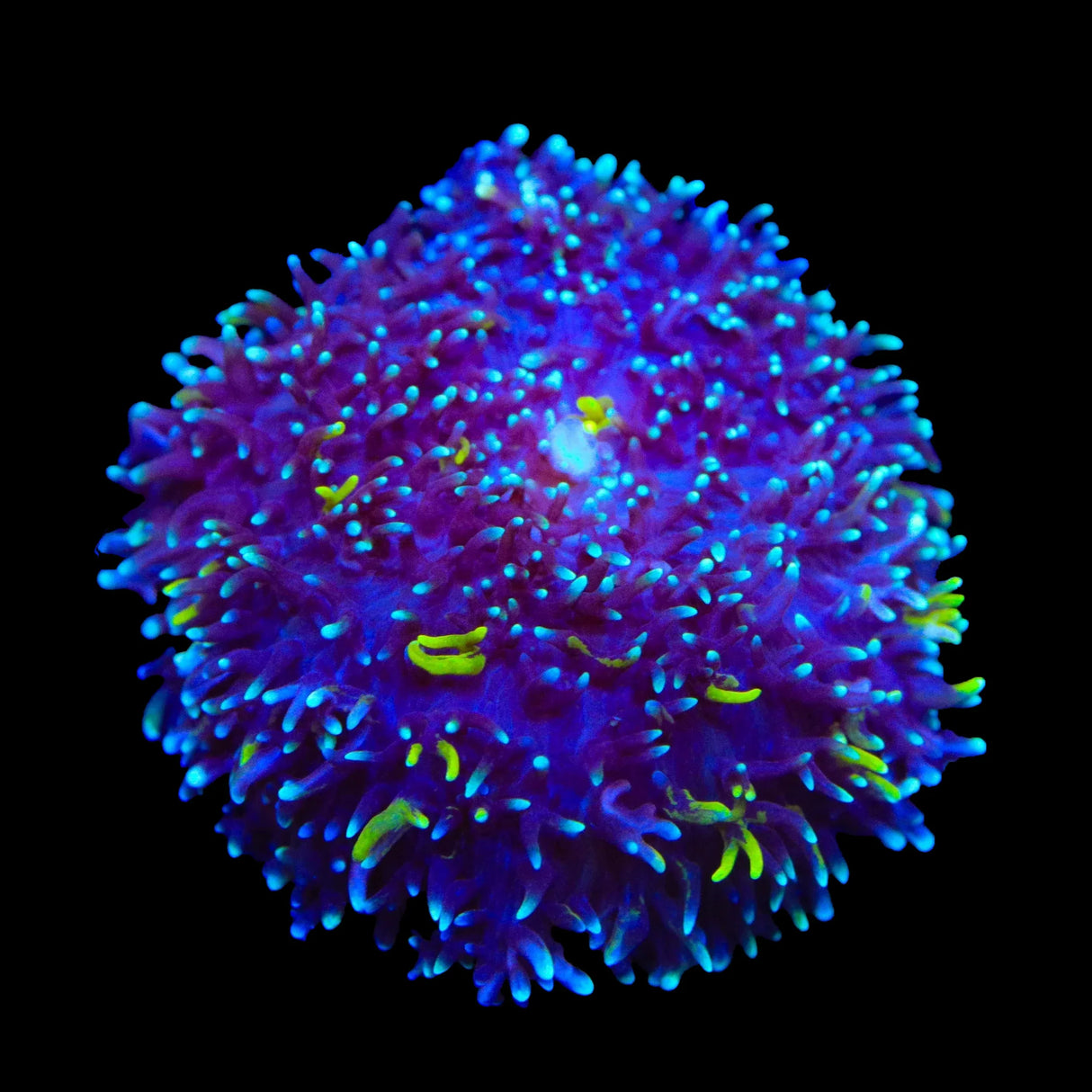 TSA Mojo Magic Mushroom Coral