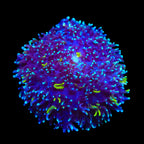 TSA Mojo Magic Mushroom Coral