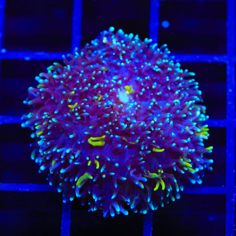TSA Mojo Mushroom Coral