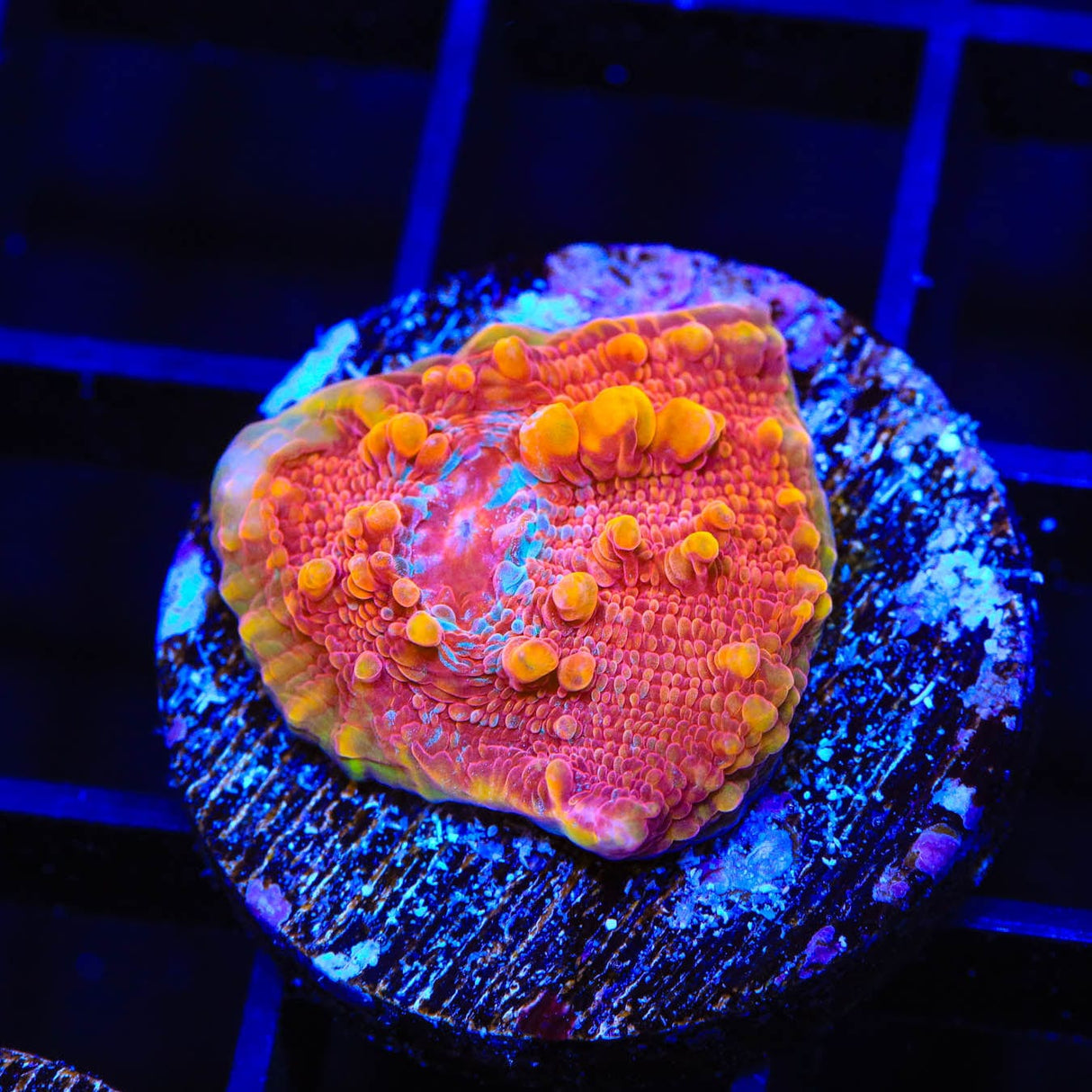 TSA Molton Lava Chalice Coral