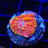 TSA Molton Lava Chalice Coral