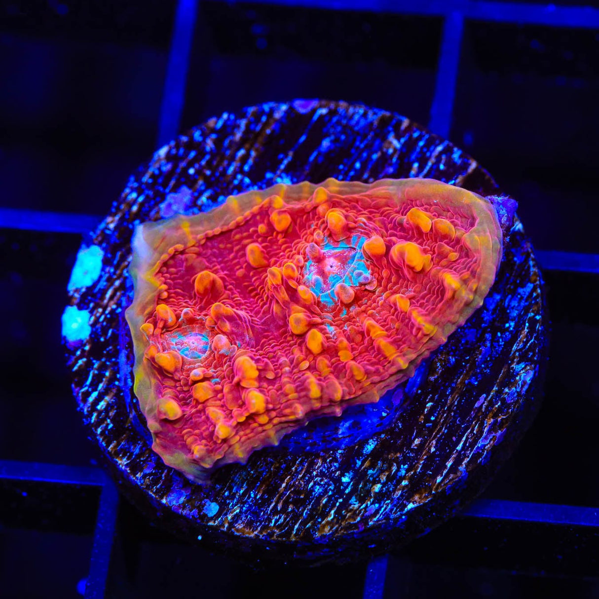 TSA Molton Lava Chalice Coral