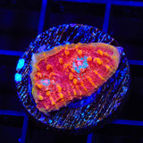 TSA Molton Lava Chalice Coral