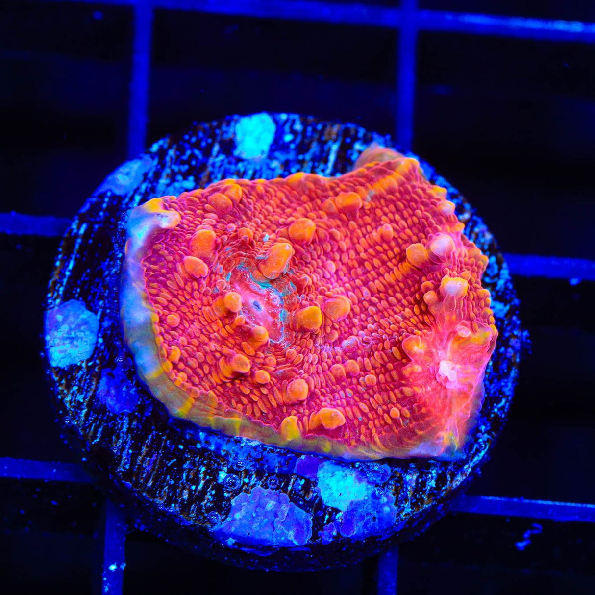 TSA Molton lava Chalice Coral