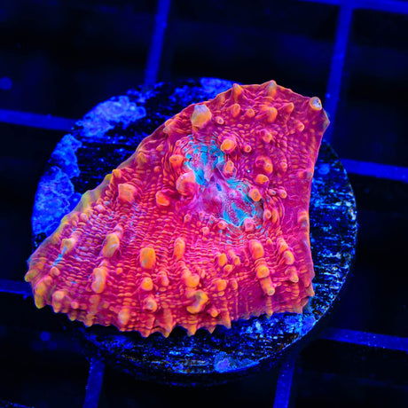 TSA Molton lava Chalice Coral
