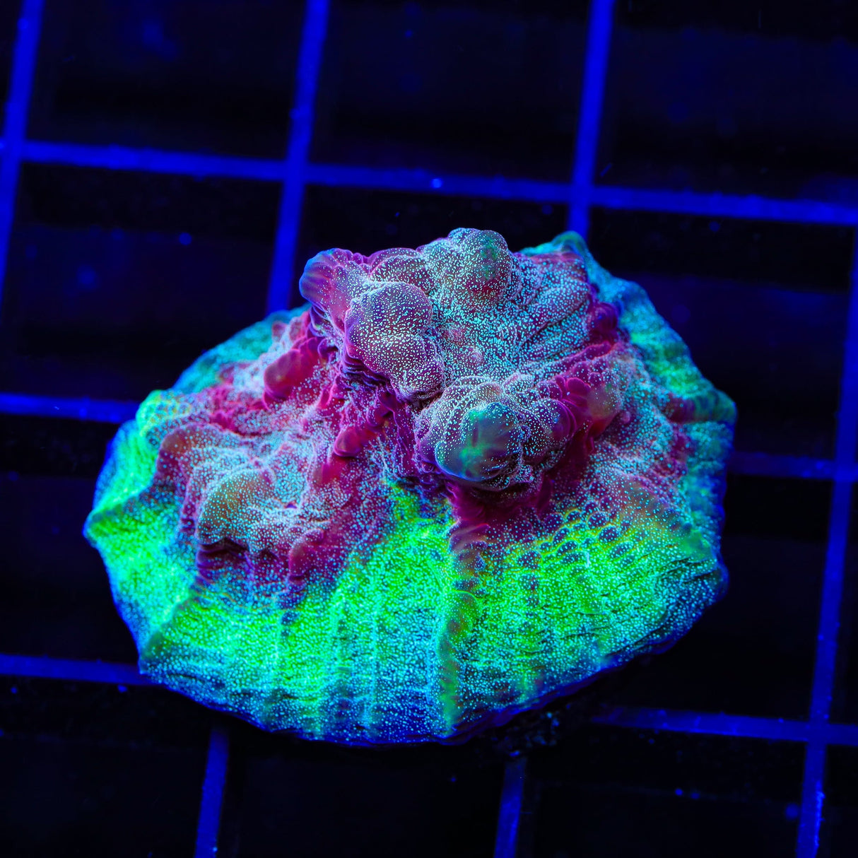 TSA Monster Mash Chalice Coral