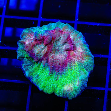 TSA Monster Mash Chalice Coral