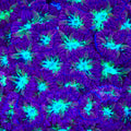 TSA Monsters Inc Merletti Blastomussa Coral