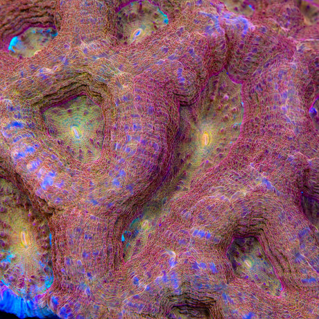 TSA Moon Sugar Bowerbankii Coral