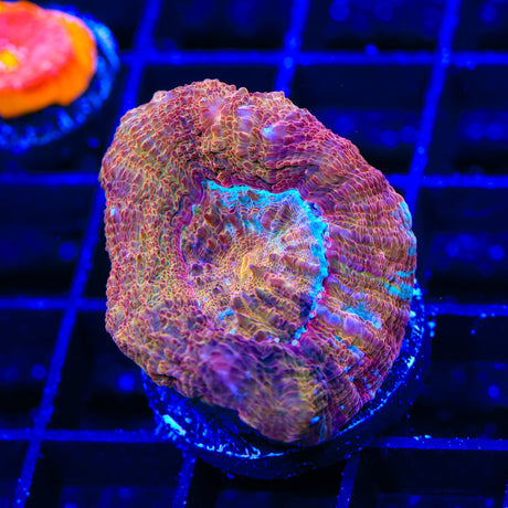 TSA Moon Sugar Bowerbankii Coral