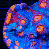 TSA Morning Glory Chalice Coral