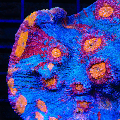 TSA Morning Glory Chalice Coral