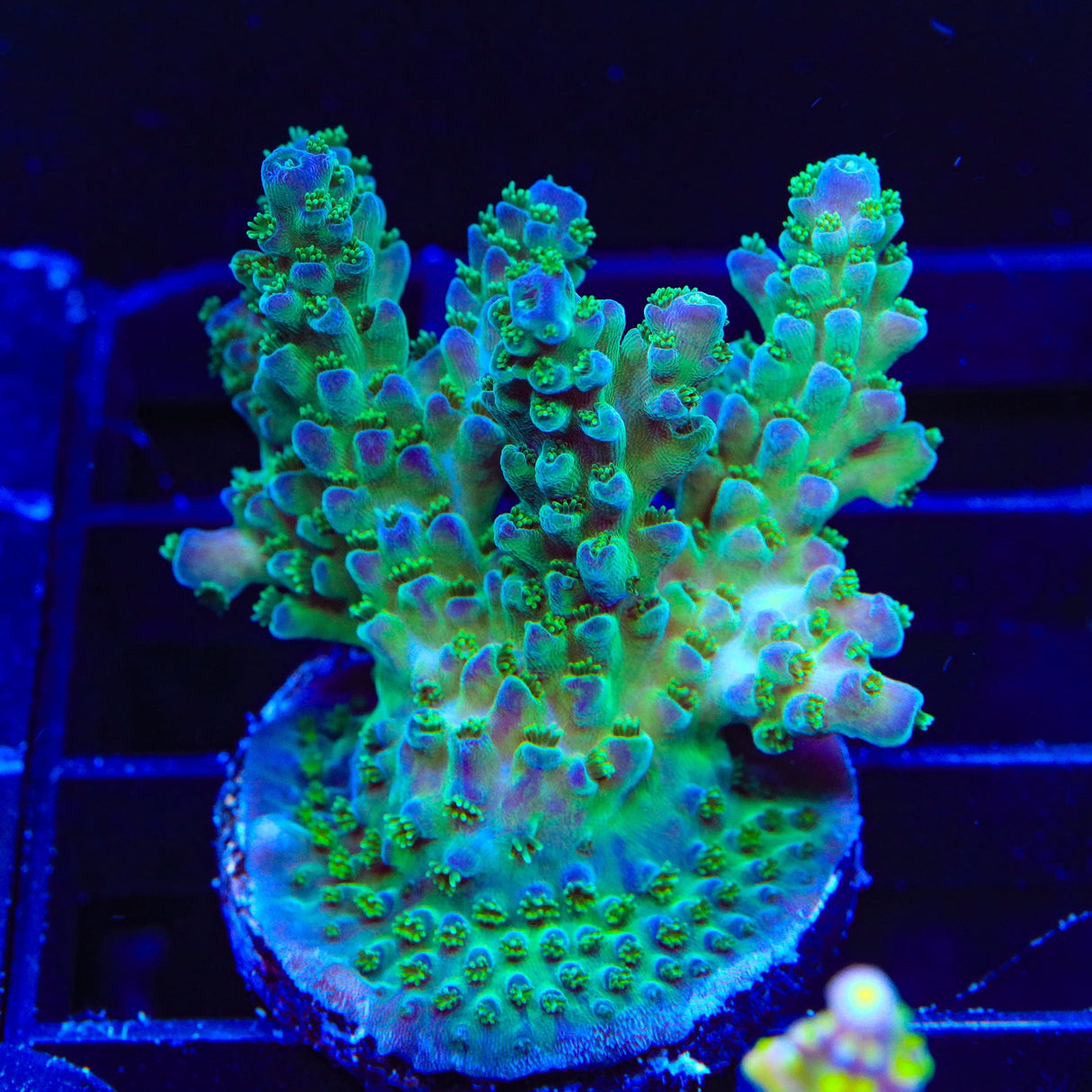 TSA Mossberry Acropora Colony Coral