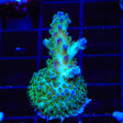 TSA Mossberry Acropora Coral