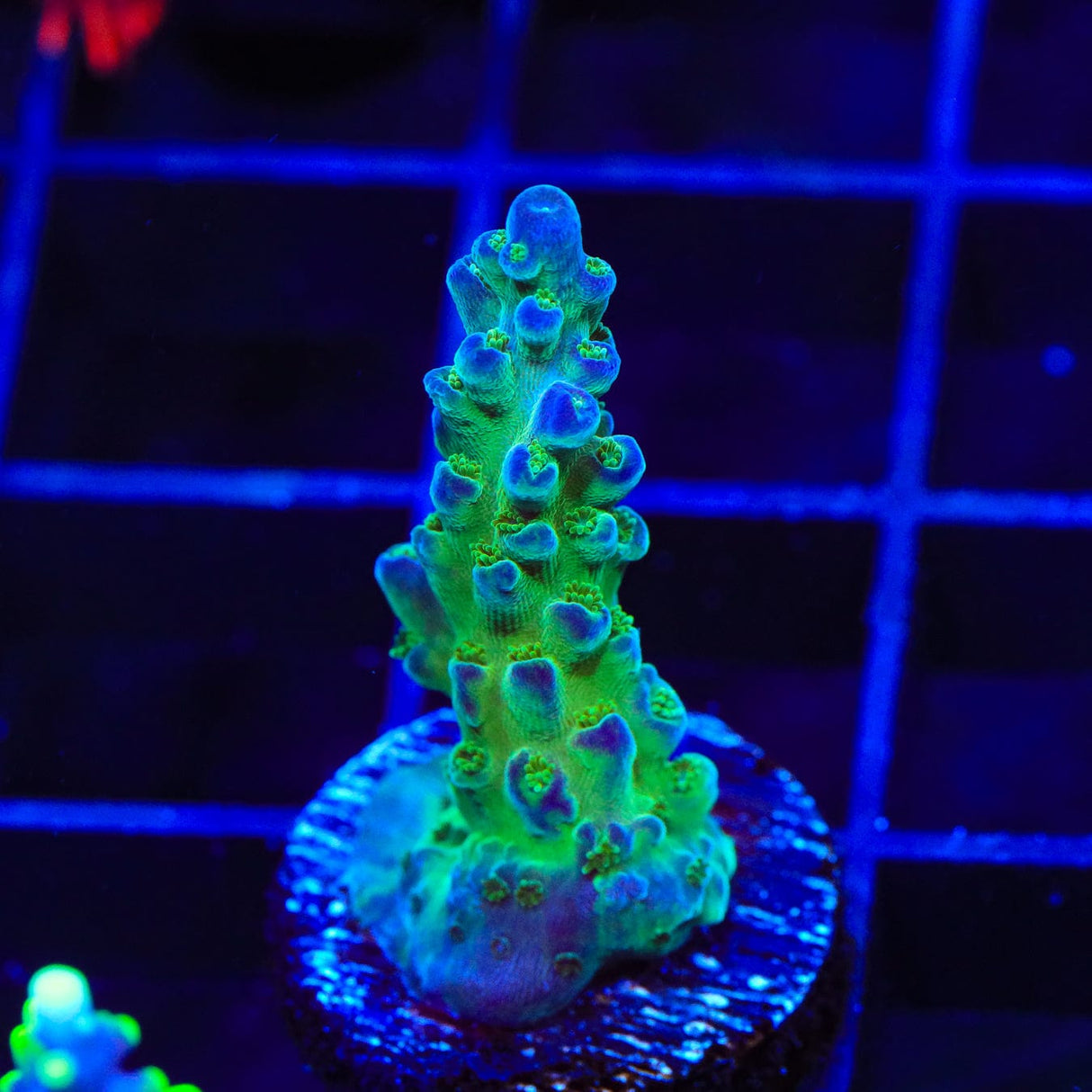 TSA Mossberry Acropora Coral