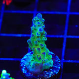 TSA Mossberry Acropora Coral