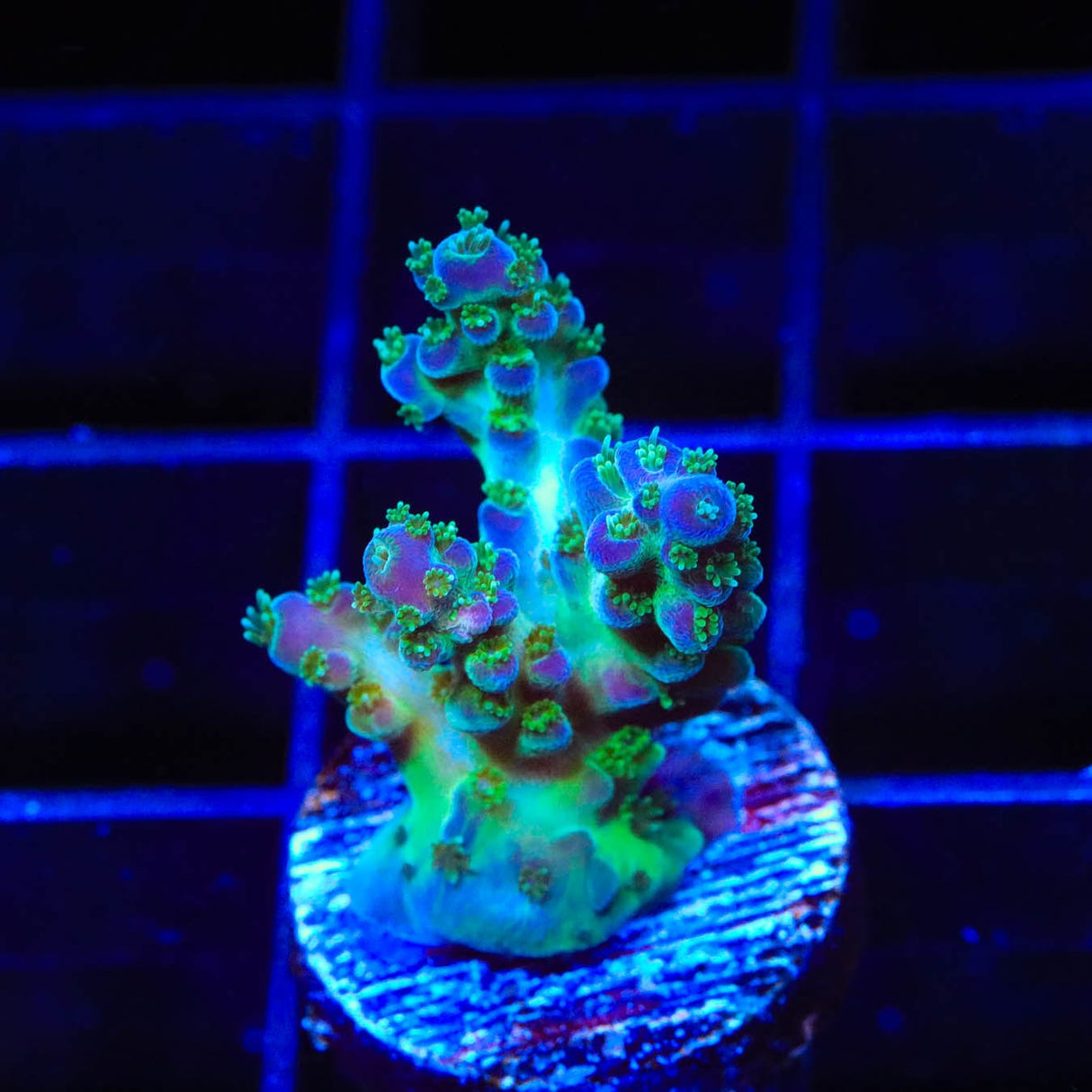 TSA Mossberry Acropora Coral