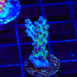 TSA Mossberry Acropora Coral