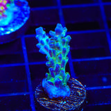 TSA Mossberry Acropora Coral