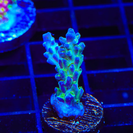 TSA Mossberry Acropora Coral