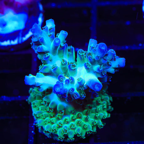 TSA Mossberry Acropora Coral