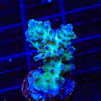 TSA Mossberry Acropora Coral