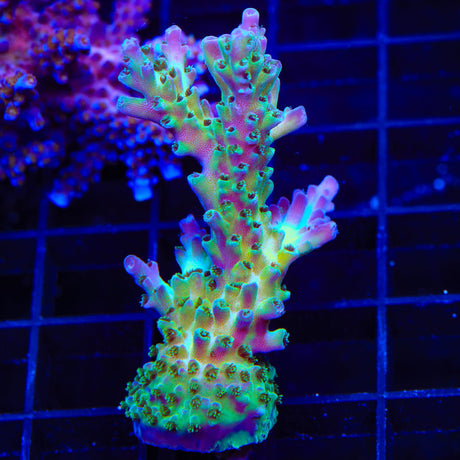 TSA Mossberry Acropora XL Frag Coral