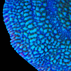 TSA Mr. Freeze Montipora Coral