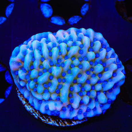 TSA Mr. Freeze Montipora Coral