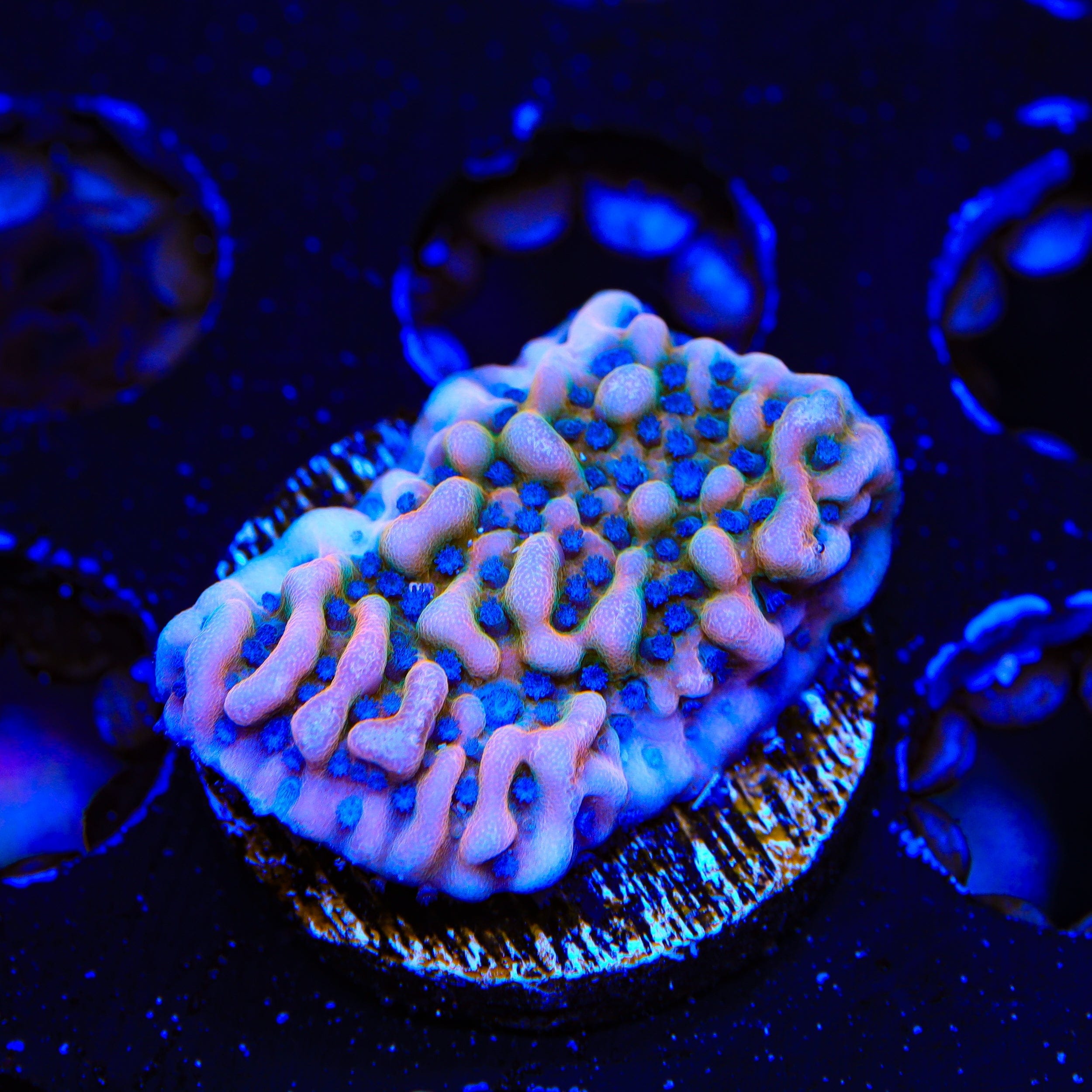 TSA Mr. Freeze Montipora Coral