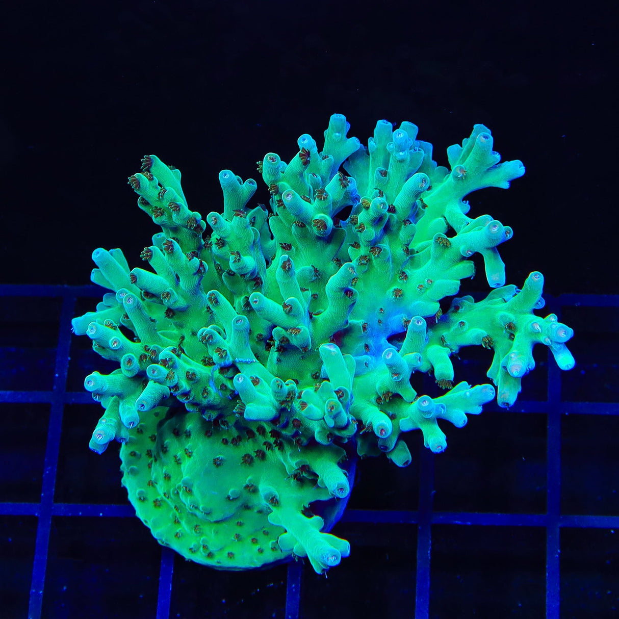 TSA Mr Meeseeks Acropora Colony Coral