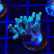 TSA Mr Meeseeks Acropora Coral