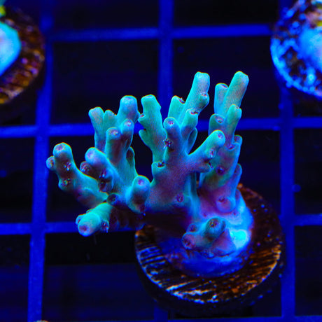 TSA Mr Meeseeks Acropora Coral