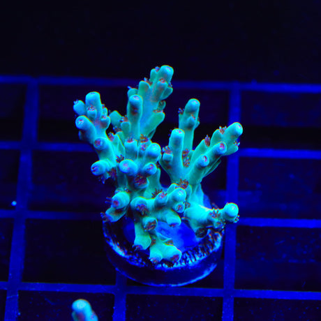 TSA Mr Meeseeks Acropora Coral