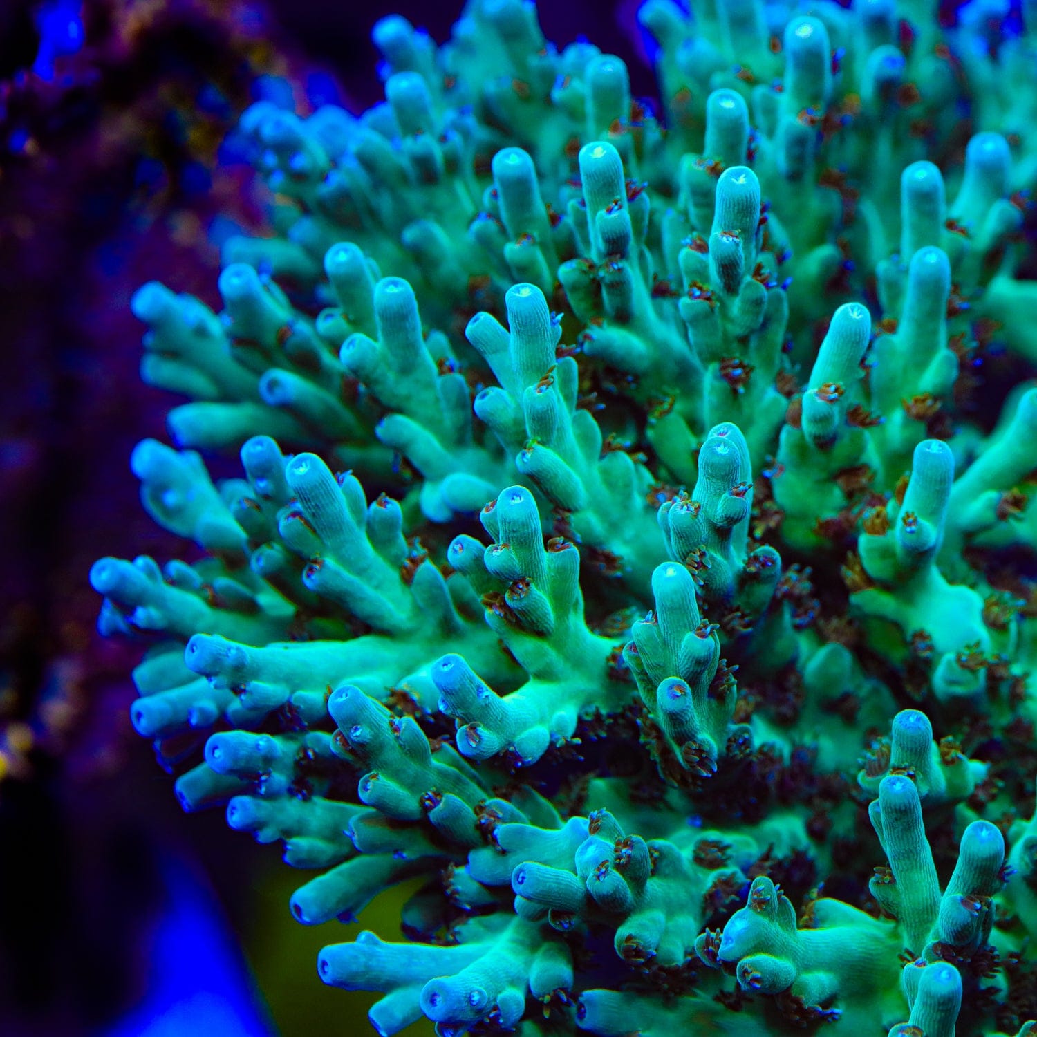 TSA Mr Meeseeks Acropora Coral – Cut to Order – Top Shelf Aquatics