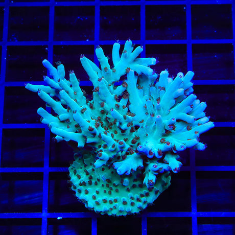 TSA Mr Meeseeks Acropora XL Frag Coral