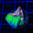 TSA My Chemical Romance Chalice Coral